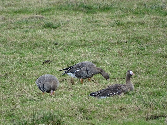 日本青训体 日本青训体